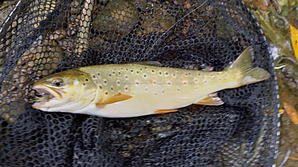 Photo of the first trout of the day
